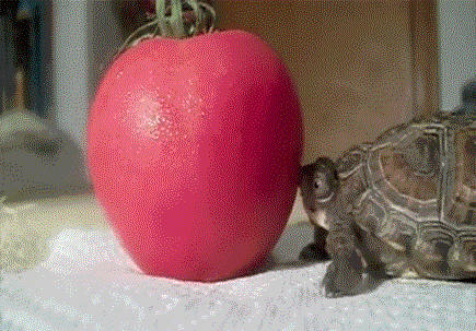 tumblr_mhk63iFNQC1s50n5uo1_500.gif