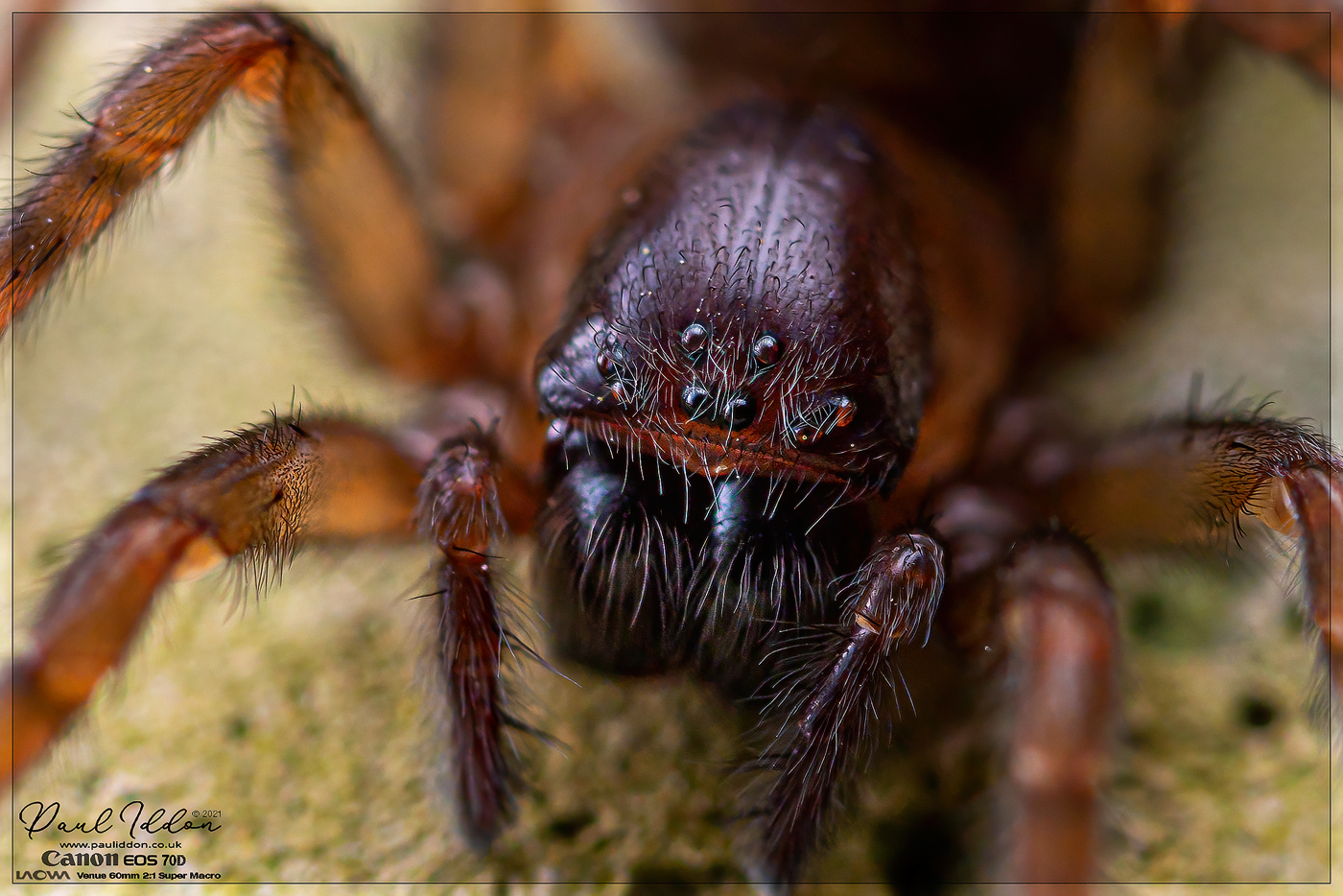 26spider06_1400.jpg
