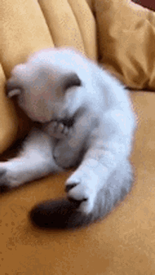 cat-cats.gif