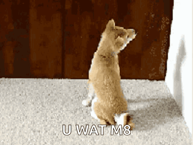 animals-what.gif