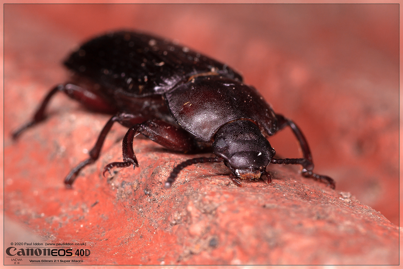 beetle_c.jpg