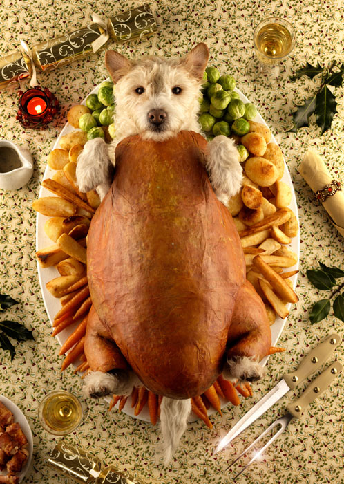Dog-Roast-2009.jpg
