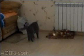 tumblr_ms6gdmbDq51qdlh1io1_400.gif