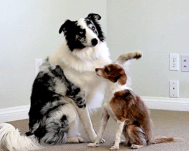 tumblr_o2f56cV2qK1uuyy36o1_400.gif