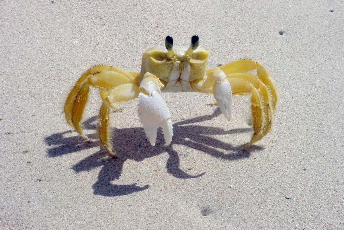Ocypode_quadrata_(Martinique).jpg