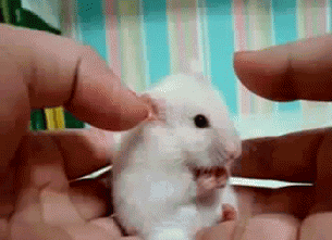 tumblr_n8jkjwFhkt1rakb5wo1_400.gif