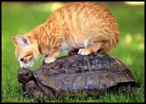 tortoise_cat.jpg