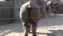 hippo-crap.gif