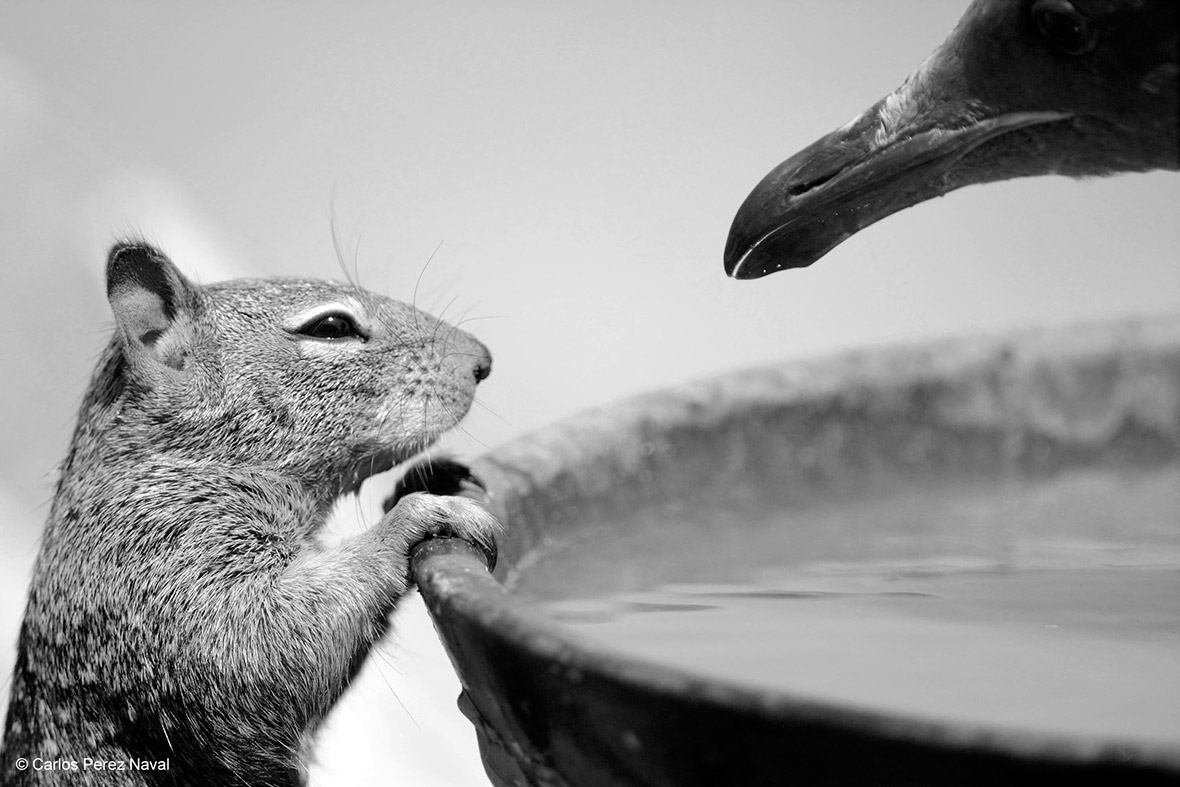 wildlife-photographer-year-2015.jpg
