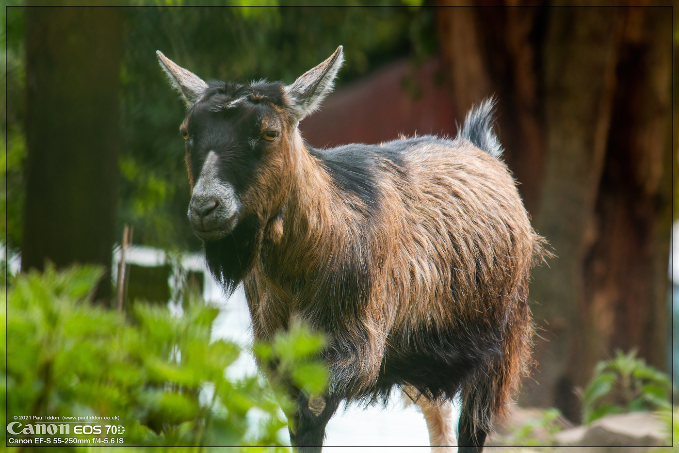 goat1_1400.jpg