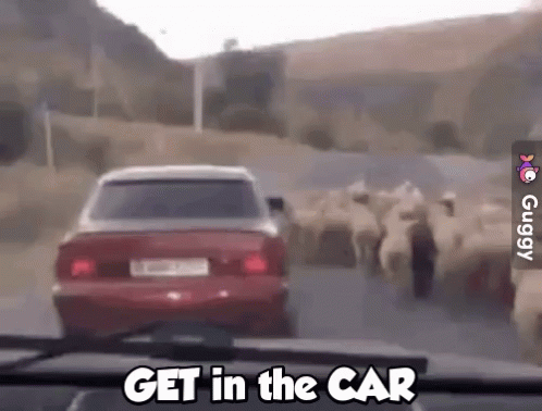 sheep-get-in-the-car.gif