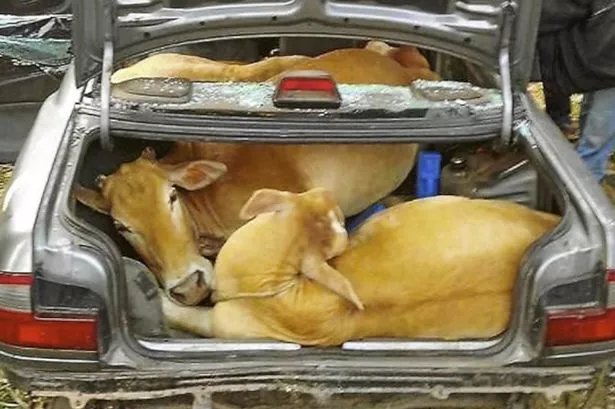 STOLEN-COWS-3000949.jpg