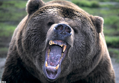 angrybearrex_468x329.jpg