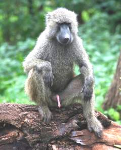 male_baboon_sitting.jpg