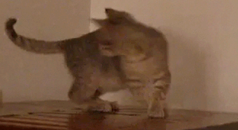 tumblr_lrmfqzda1K1r1c6jgo2_400.gif