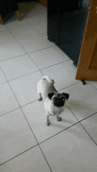 200w.gif