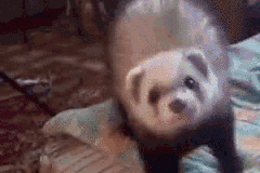 tumblr_n3txn4vQzJ1rizambo1_250.gif