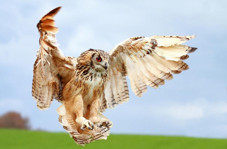 owl-wings-spread.jpg