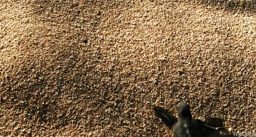 tumblr_max2rjaSVp1rek8rho1_500.gif