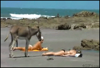 giphy.gif
