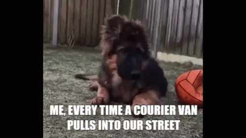 courier-dog.gif