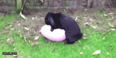 4XPb.gif