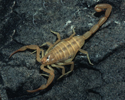bark-scorpion.jpg