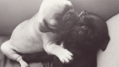Two-Adorable-Pugs-Cuddle-To-Sleep-Gif.gif