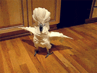 200w.gif