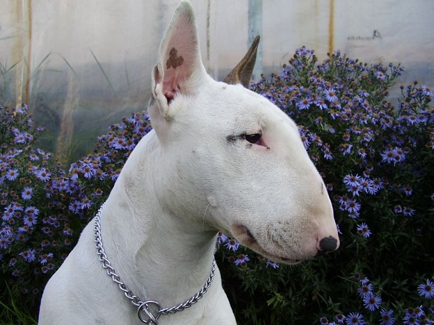 white-bull-terrier-face-pics.jpg