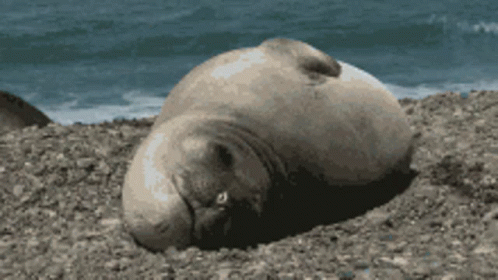 roll-seal.gif
