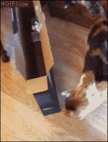 cat-fat.gif