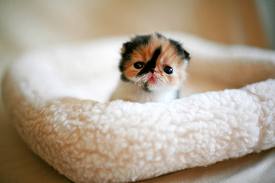 Cute-Animals-3-cute-animals-30317884-275-183.jpg