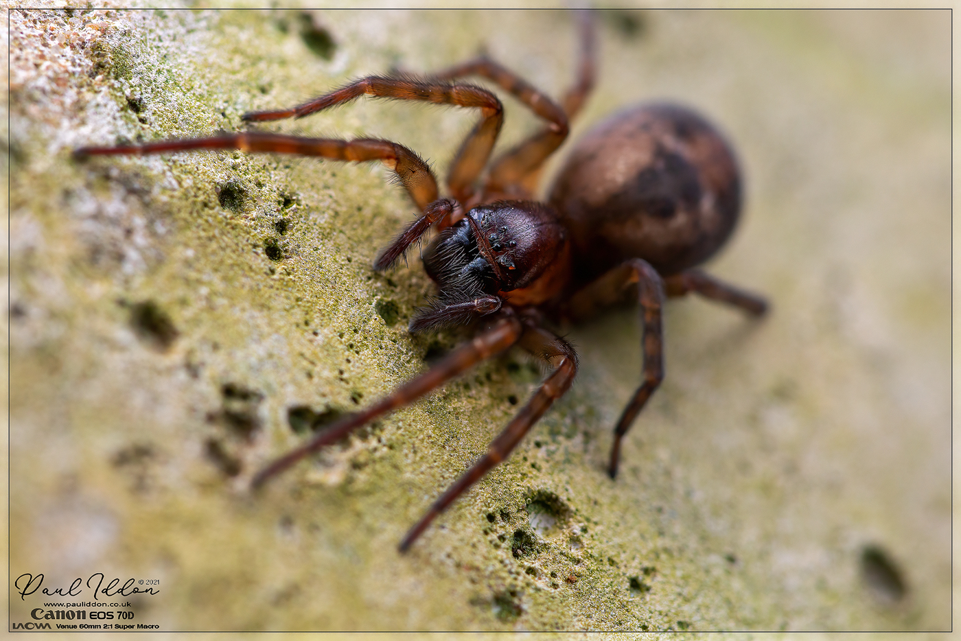 26spider03_1400.jpg