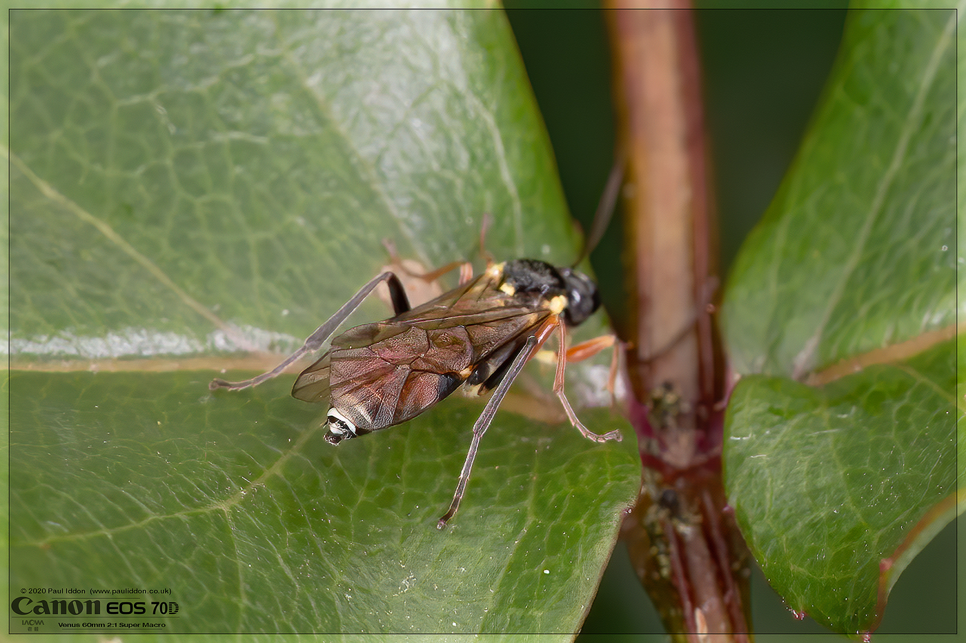 tailend_sawflycrop.jpg