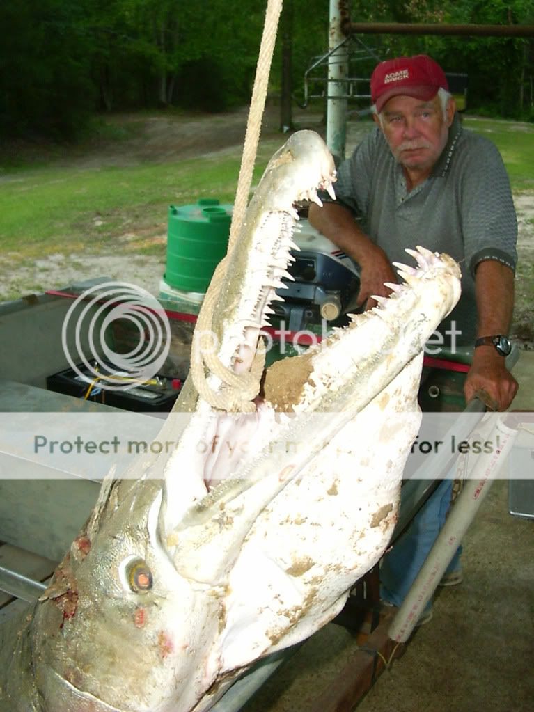 alligatorgarfish.jpg