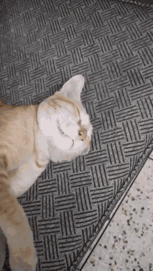 cat-sleep-sleep-cat.gif