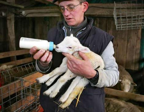 lamb2_wideweb__470x3660.jpg
