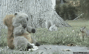funny-gif-squirrel-stuffed-animal.gif