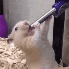 sucking-hamster.gif