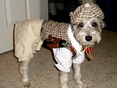 dog_sherlock.jpg