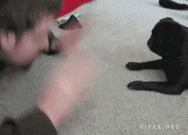 tumblr_mgjao6Ohrm1r3gb3zo1_400.gif