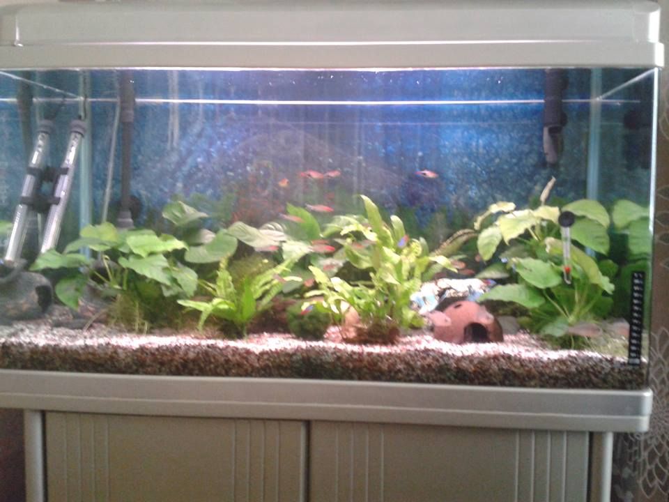 fishtankjuly2013_zps80491ada.jpg