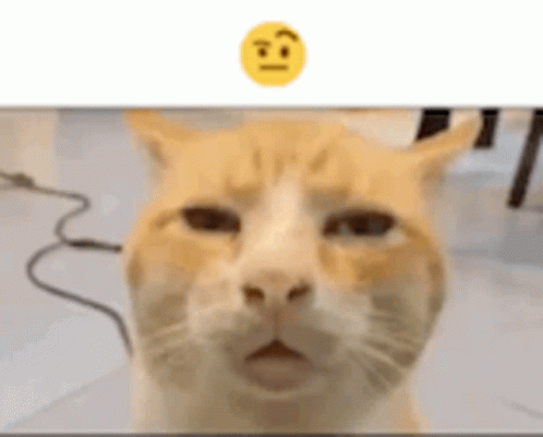 gato-cat.gif