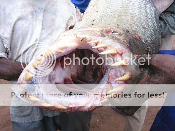 piranha3.jpg