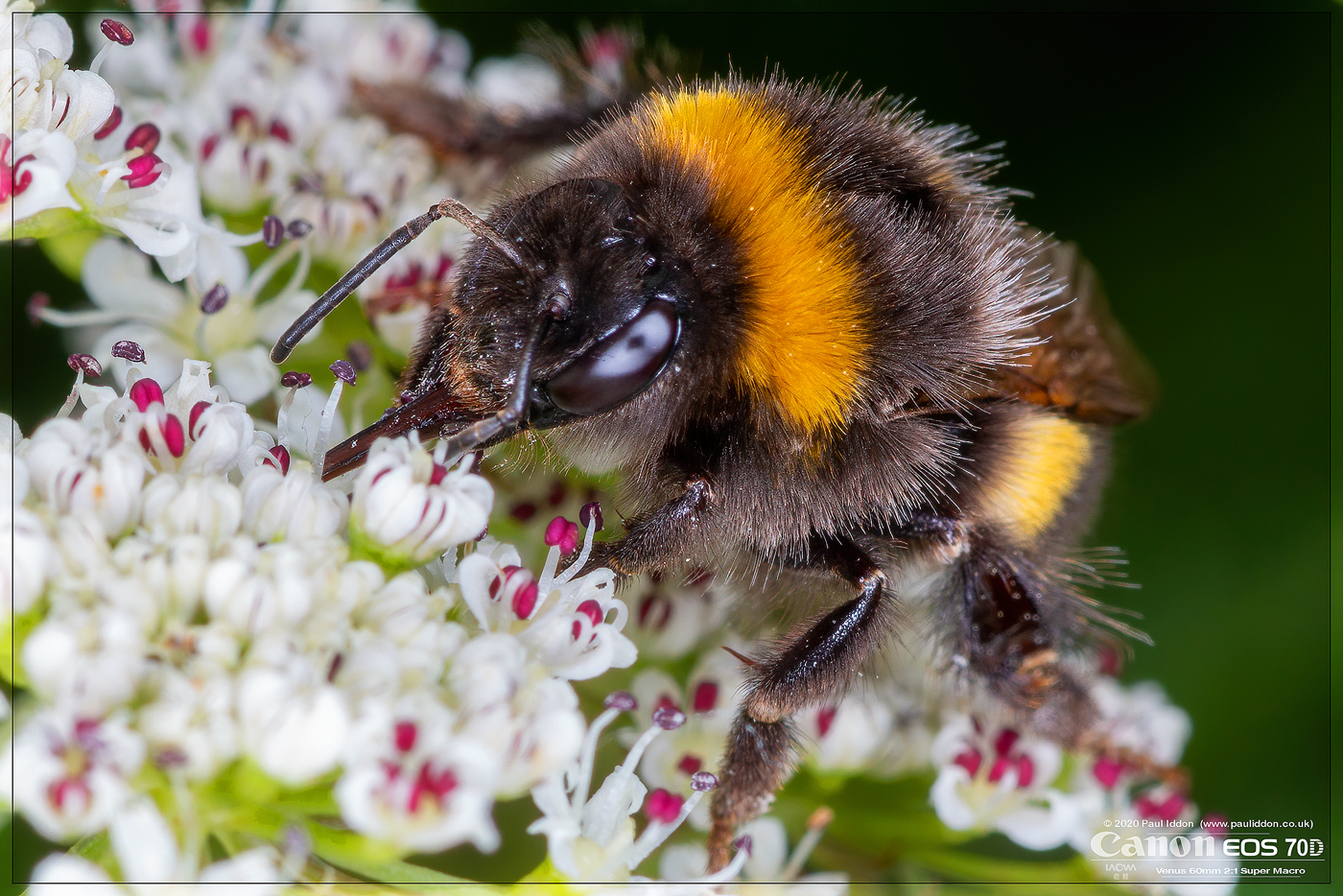 a_buzzy_bee_03.jpg