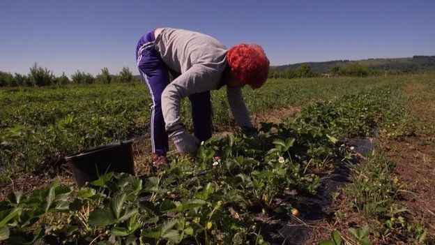 _101732113_strawberrypickers.jpg