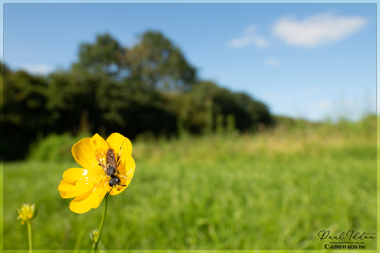 15buttercupinsect0_4k_1800-X3.jpg