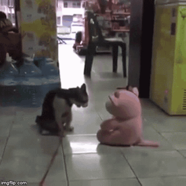 cat-angry.gif