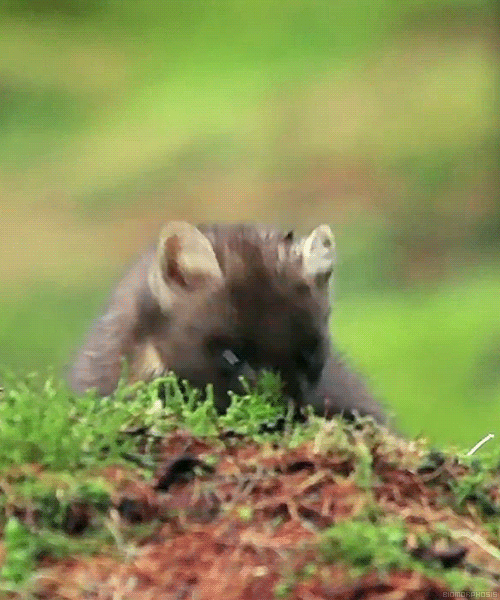 tumblr_n1f79a1JyY1rpe379o1_500.gif